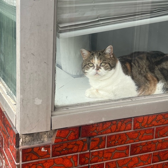 Meet your Posher, Dominique - Picture 1 of 1